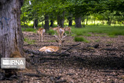 Persian fallow deer breeding center in Iran