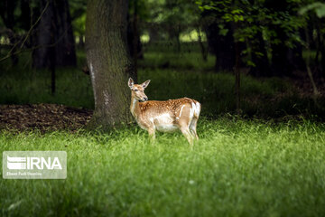 deer