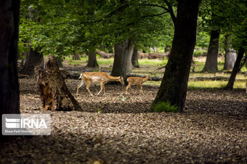 deer