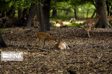deer