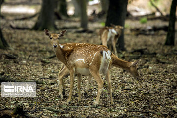 deer