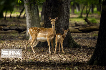 deer