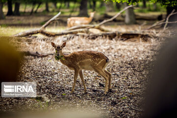 deer