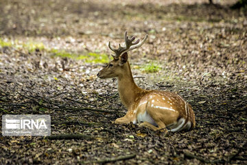 deer