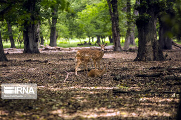 deer