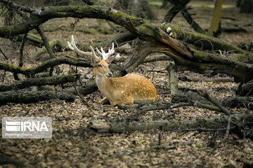 deer