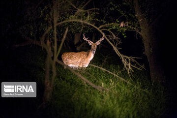 deer