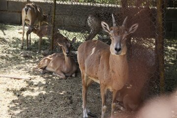 باغ پرندگان وحیوانات  سمنان