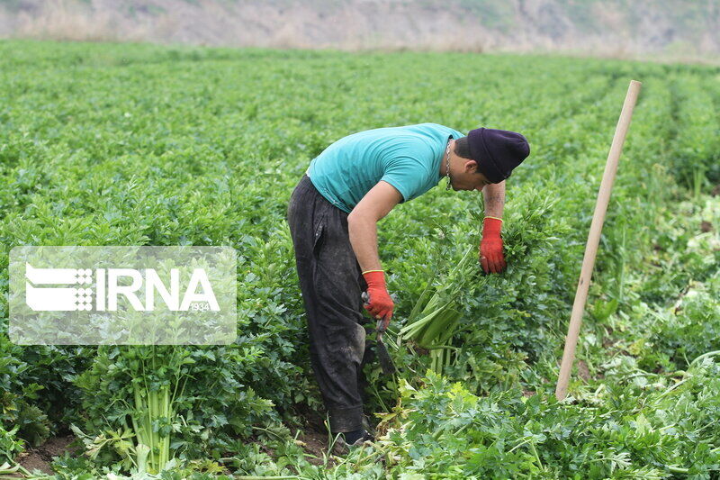 یک سوم جامعه هدف خوزستان زیرپوشش بیمه کشاورزی، روستایی و عشایرهستند