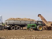 جابجایی روزانه حدود ۵۶۰ کامیون چغندرقند از خوزستان
