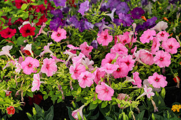 Réouverture du marché des fleurs et plantes d'Ispahan 