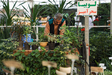 Réouverture du marché des fleurs et plantes d'Ispahan 