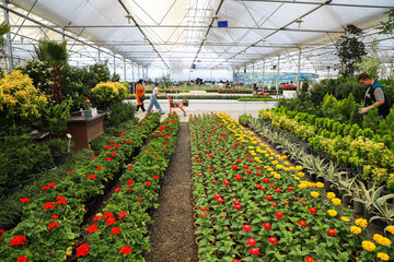 Réouverture du marché des fleurs et plantes d'Ispahan 