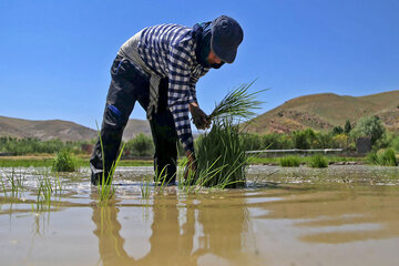 نشای برنج در روستای «باباامان» بجنورد ‎