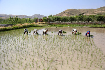 نشای برنج در روستای «باباامان» بجنورد ‎