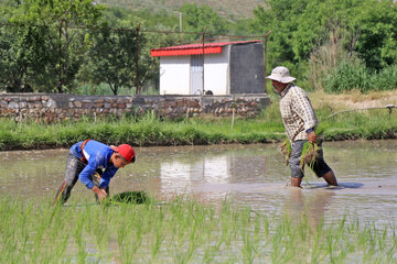 نشای برنج در روستای «باباامان» بجنورد ‎