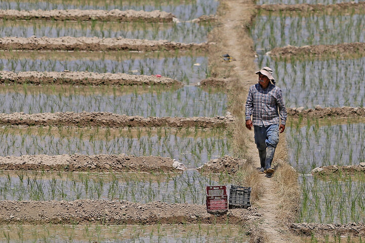 نشای برنج در روستای باباامان بجنورد ‎