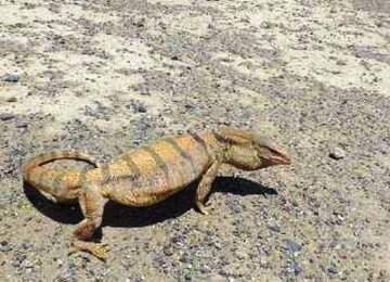   یک بزمجه بیابانی در زیستگاه‌ طبیعی اصفهان رهاسازی شد 

