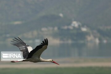 Migratory Storks lay eggs in western Iran; Zrebar Lake