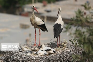 Migratory Storks lay eggs in western Iran; Zrebar Lake