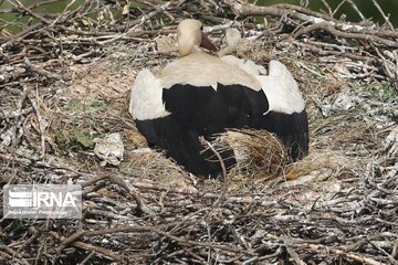 Migratory Storks lay eggs in western Iran; Zrebar Lake