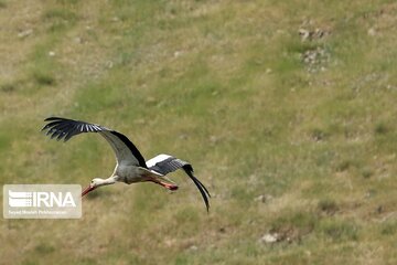 Migratory Storks lay eggs in western Iran; Zrebar Lake