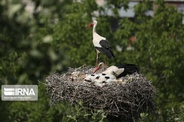 Migratory Storks lay eggs in western Iran; Zrebar Lake