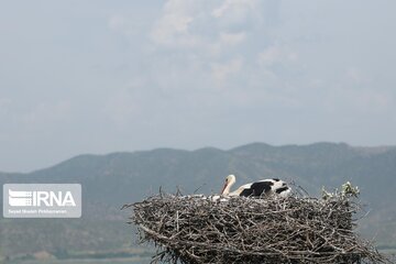 Migratory Storks lay eggs in western Iran; Zrebar Lake