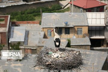 Migratory Storks lay eggs in western Iran; Zrebar Lake