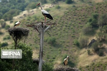 Migratory Storks lay eggs in western Iran; Zrebar Lake