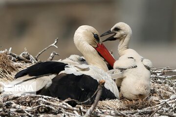 Migratory Storks lay eggs in western Iran; Zrebar Lake
