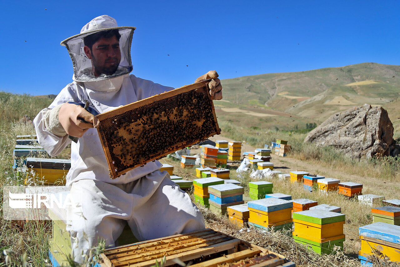 تولید  عسل در شهرستان فارسان ۳۵درصد افزایش یافت