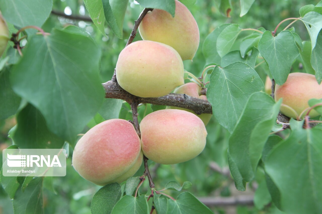 برداشت زردآلو در سمنان