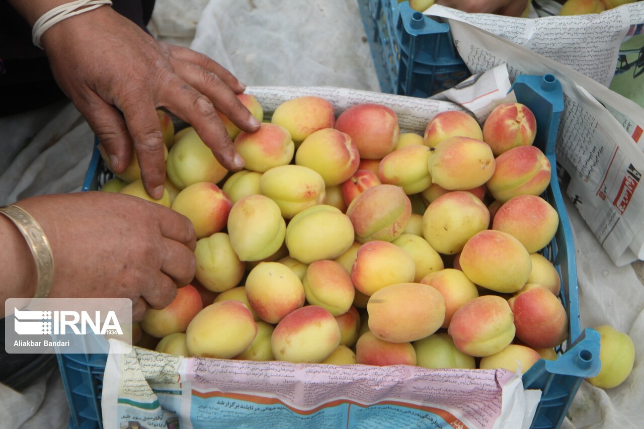برداشت زردآلو در سمنان 22