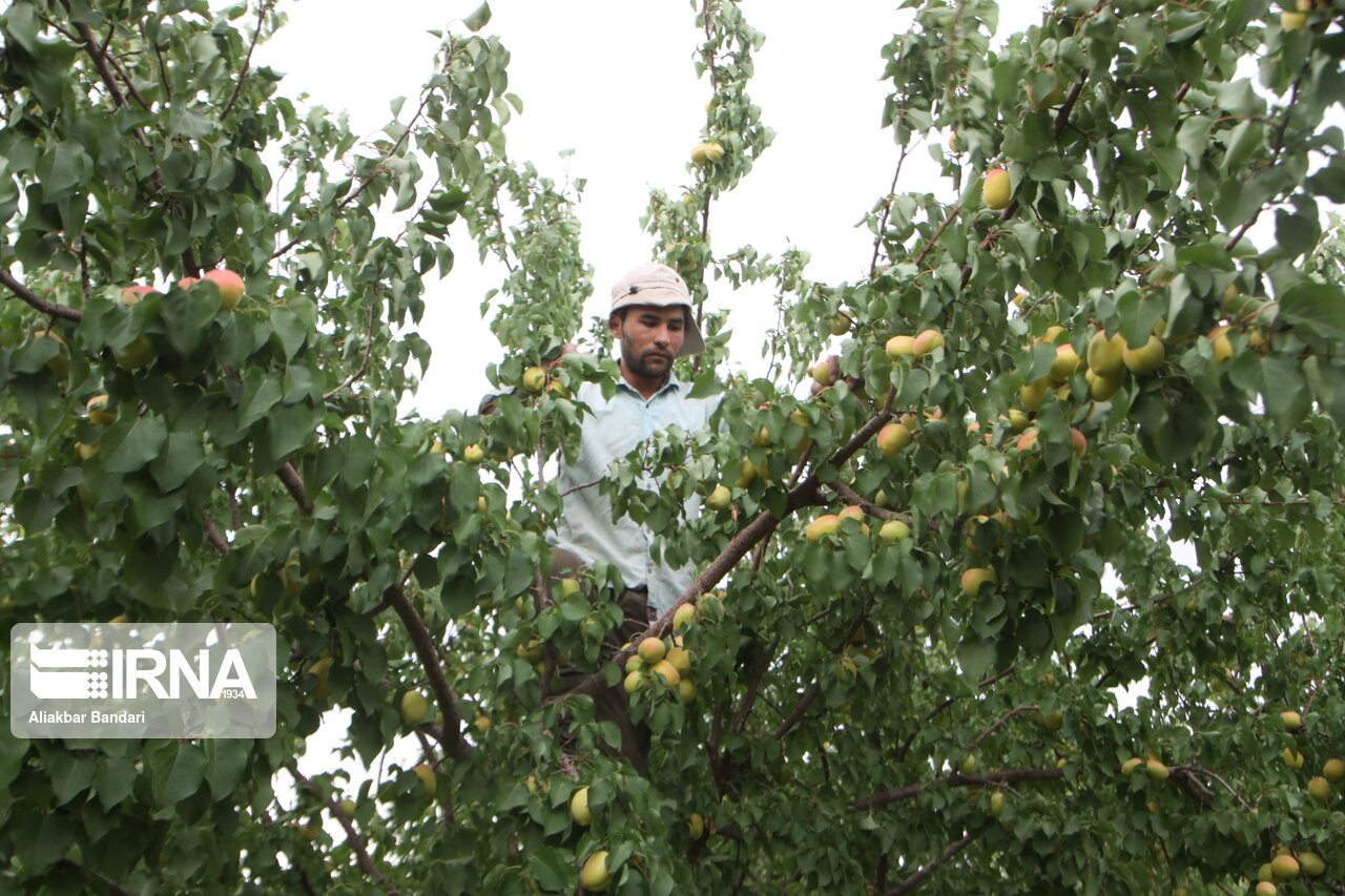 برداشت زردآلو در سمنان 20