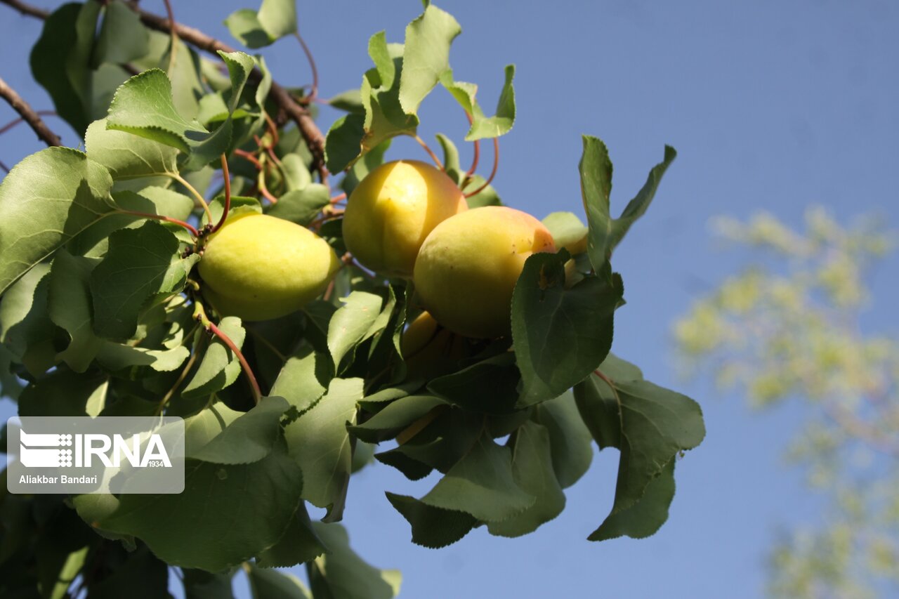 برداشت زردآلو در سمنان 13
