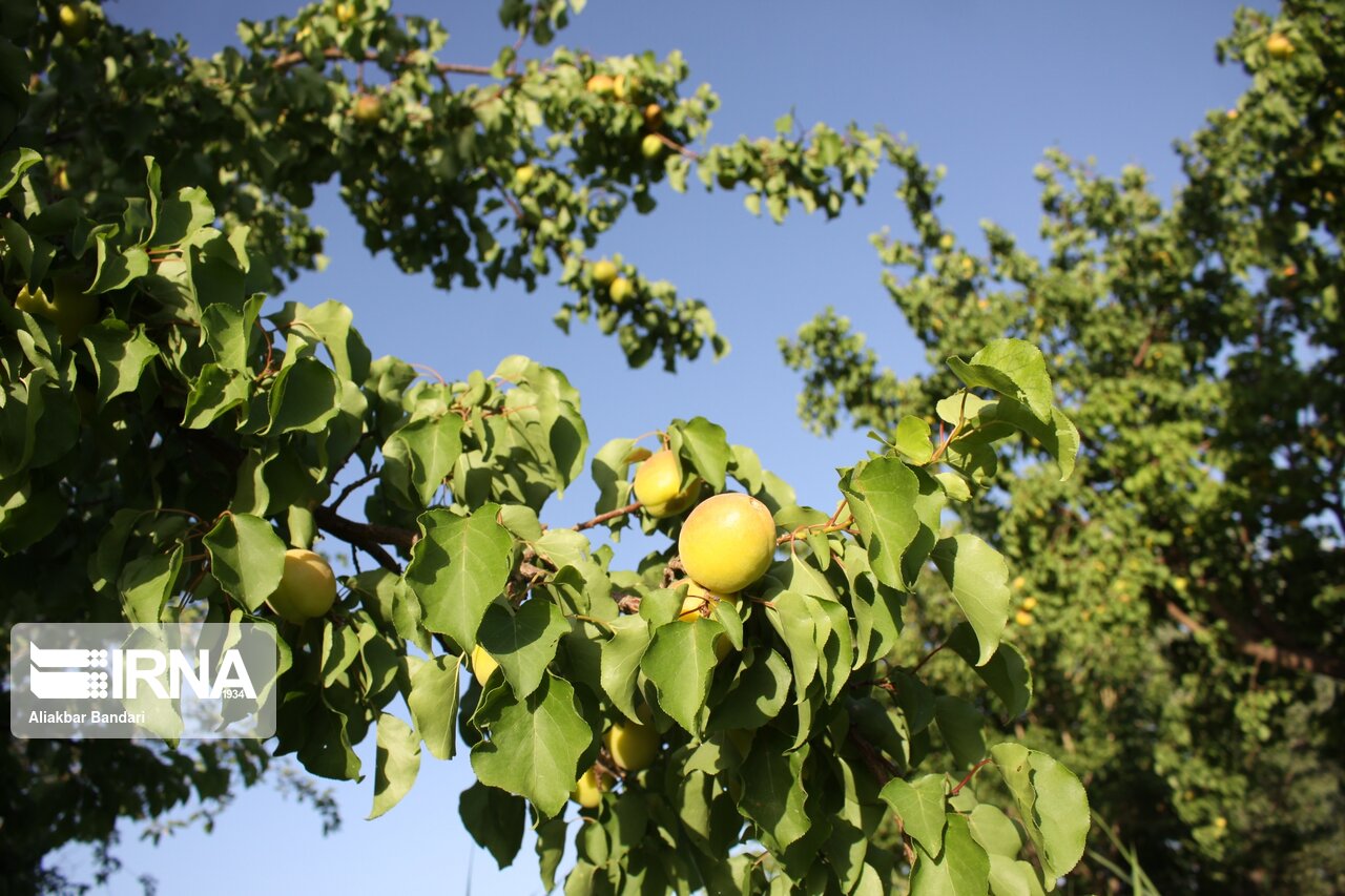برداشت زردآلو در سمنان 12