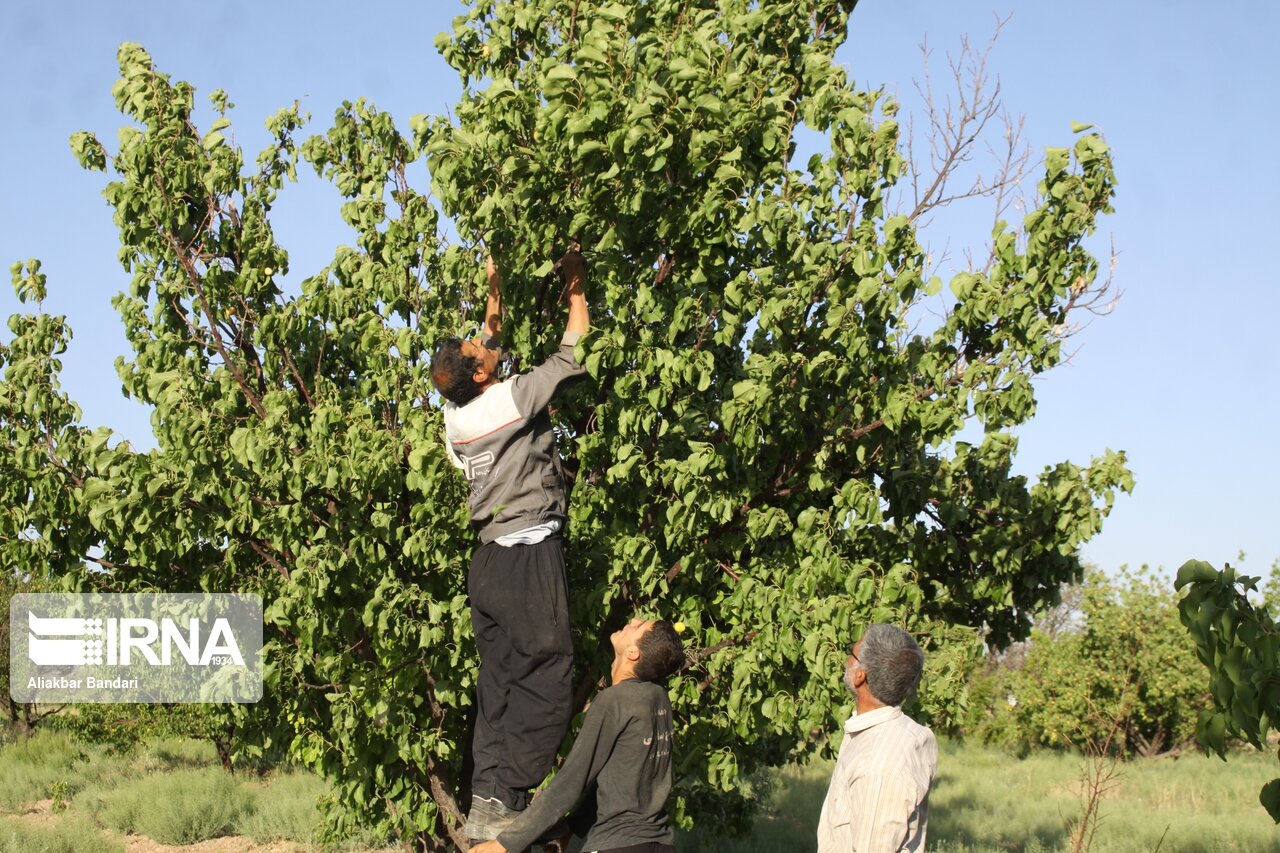 برداشت زردآلو در سمنان 11