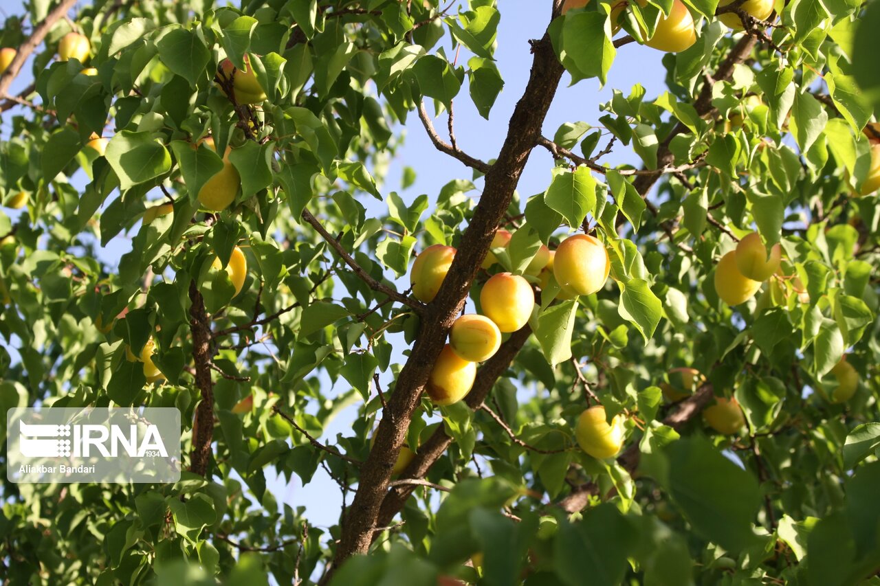 برداشت زردآلو در سمنان 10