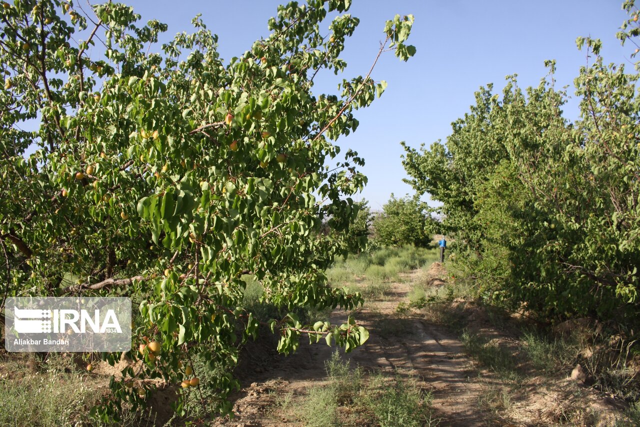 برداشت زردآلو در سمنان 9