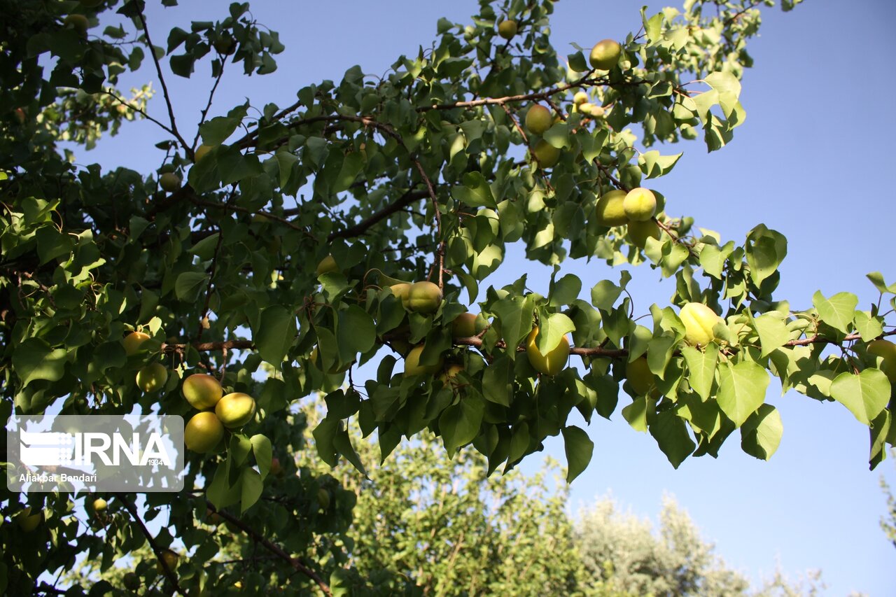 برداشت زردآلو در سمنان 5