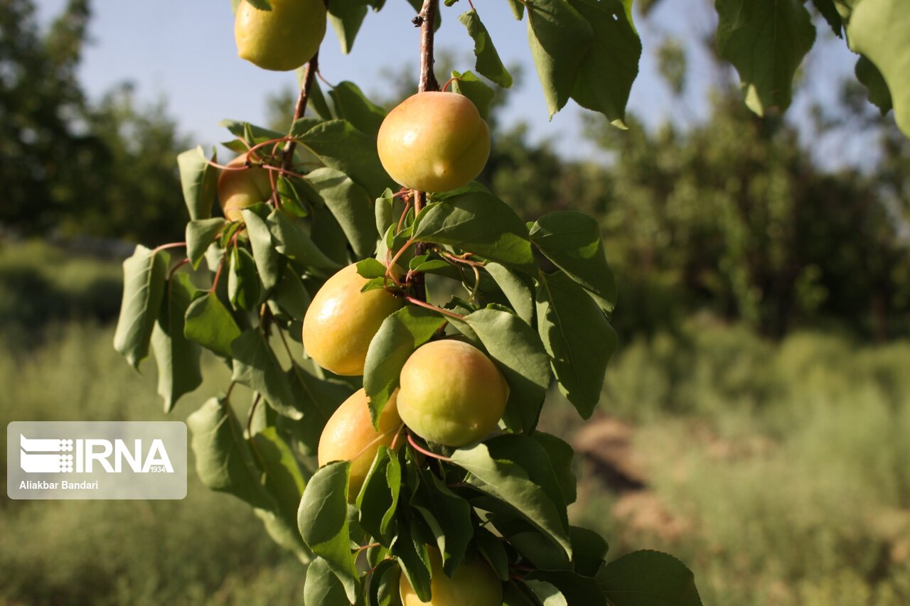 برداشت زردآلو در سمنان 2