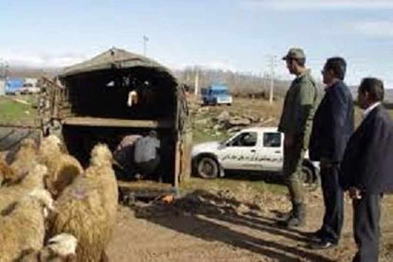 سارق احشام در اهر دستگیر شد