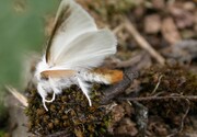 پروانه دم قهوه‌ای، تهدید مضاعف گردشگری در جنگل‌های چالوس 