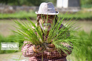 Rice cultivation in Iran’s North Khorasan prov