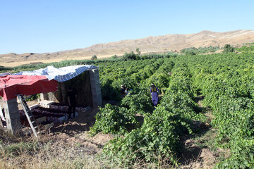 برداشت انگور یاقوتی از تاکستانهای شهرستان قصرشیرین