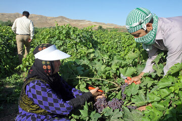 برداشت انگور یاقوتی از تاکستانهای شهرستان قصرشیرین