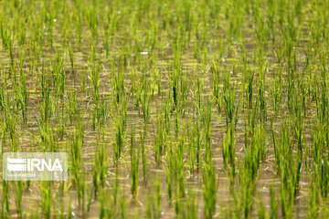 Rice cultivation in Iran’s North Khorasan prov