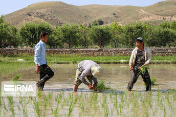 Rice cultivation in Iran’s North Khorasan prov