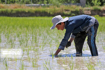 Rice cultivation in Iran’s North Khorasan prov